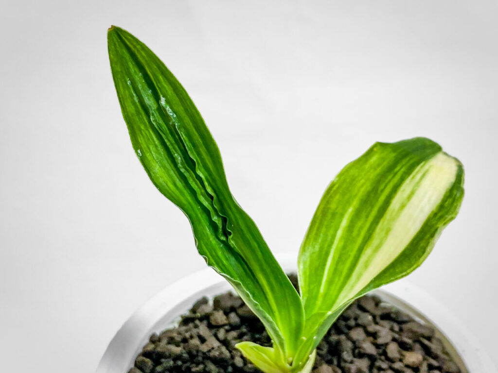 万年青実生株その2