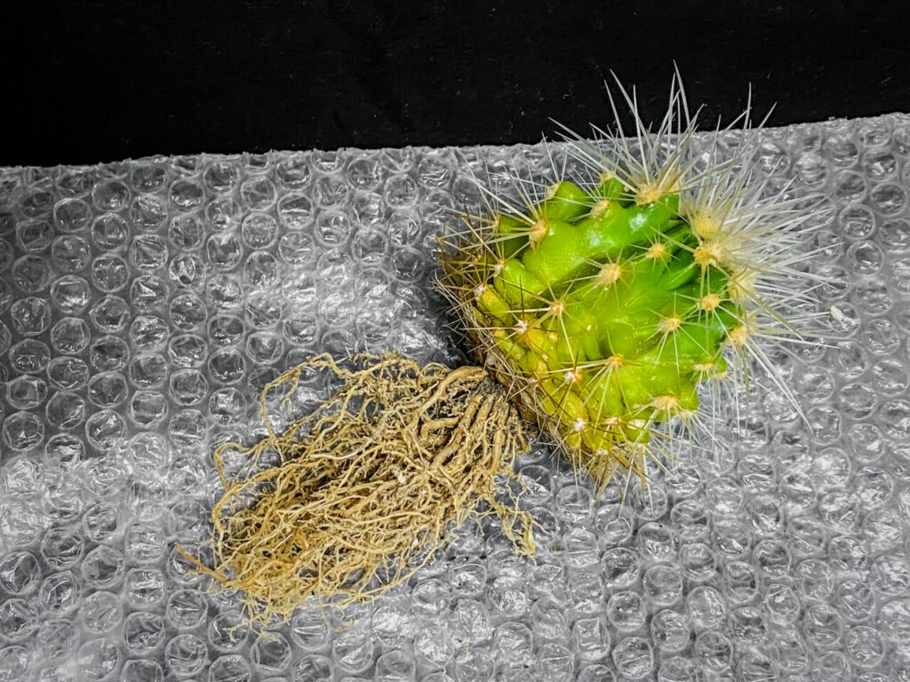 クロエンレイニア・白棘金鯱