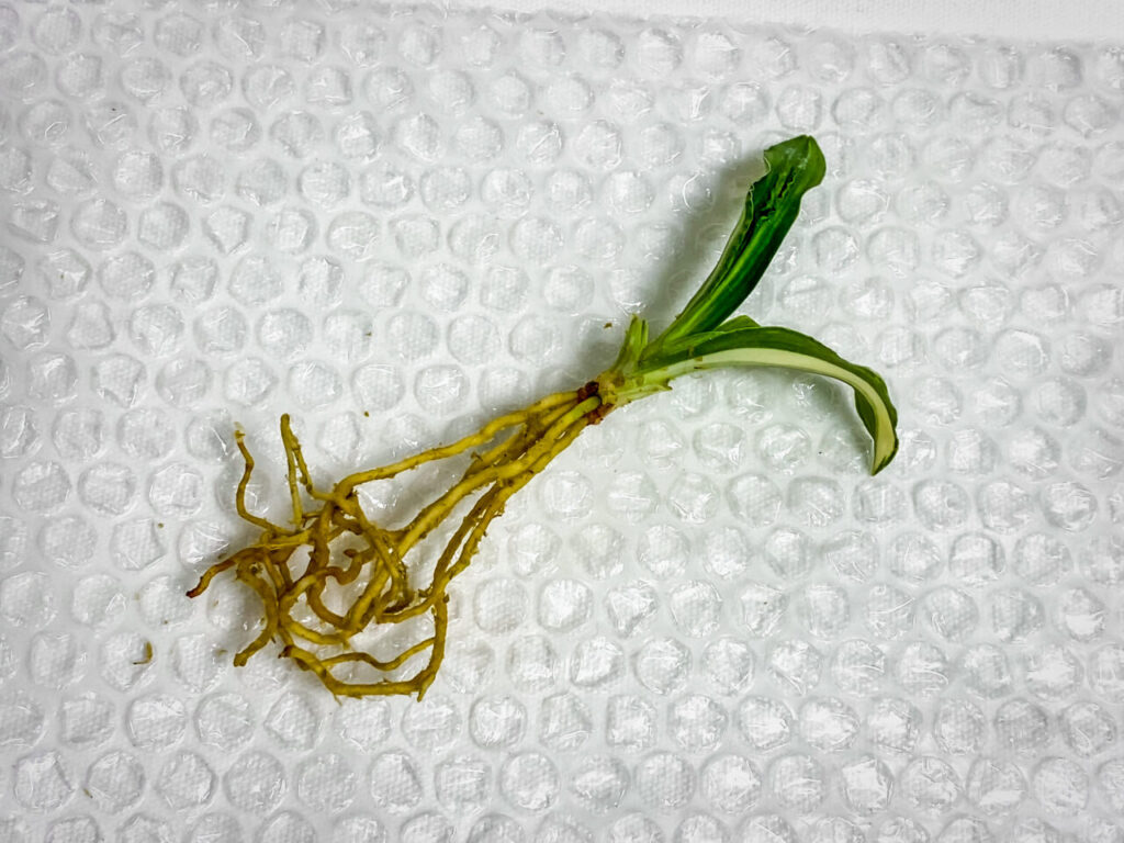 万年青実生株その2