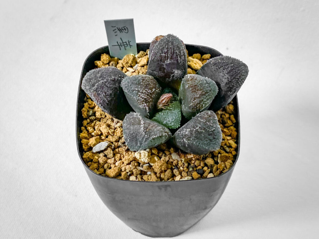 第2回熊谷多肉フェス購入品：ハオルチア・黒華