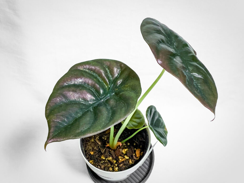 アロカシア・クプレア’ブラック’