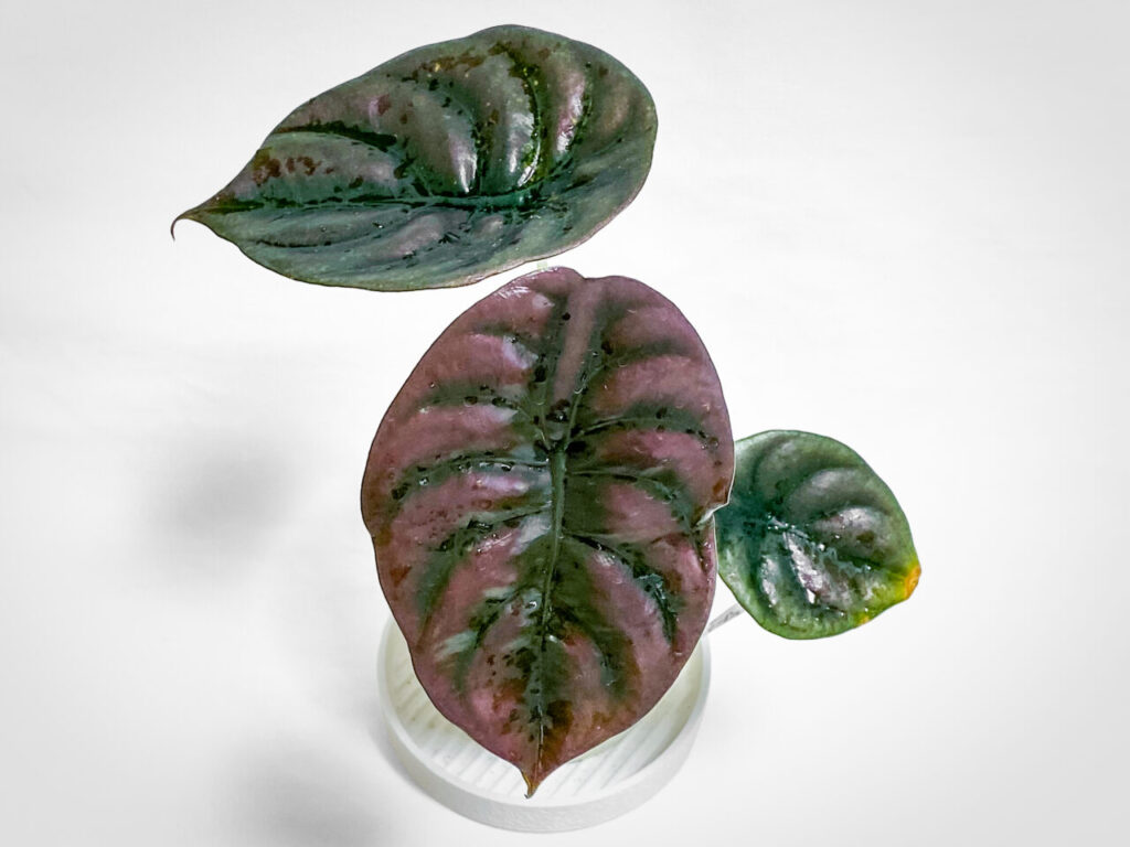 アロカシア・クプレア’ブラック’