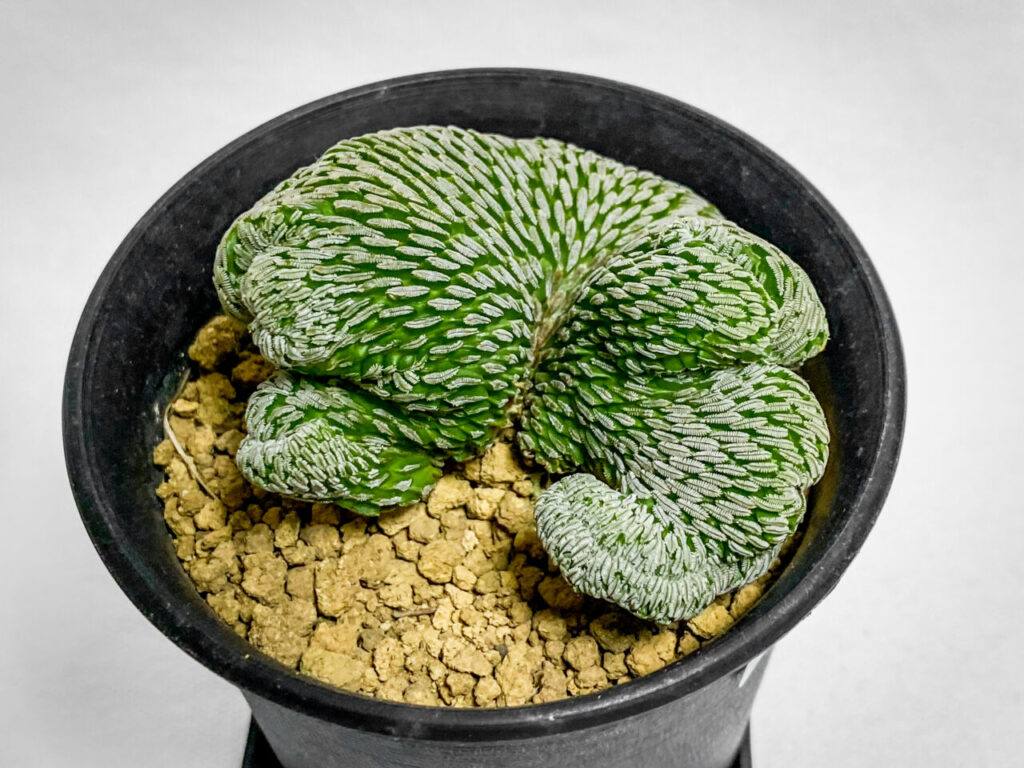 ペレキフォラ・精巧丸綴化