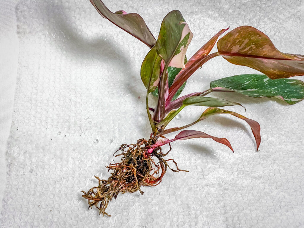 フィロデンドロン・エルベスケンス’ピンクプリンセスギャラクシー’