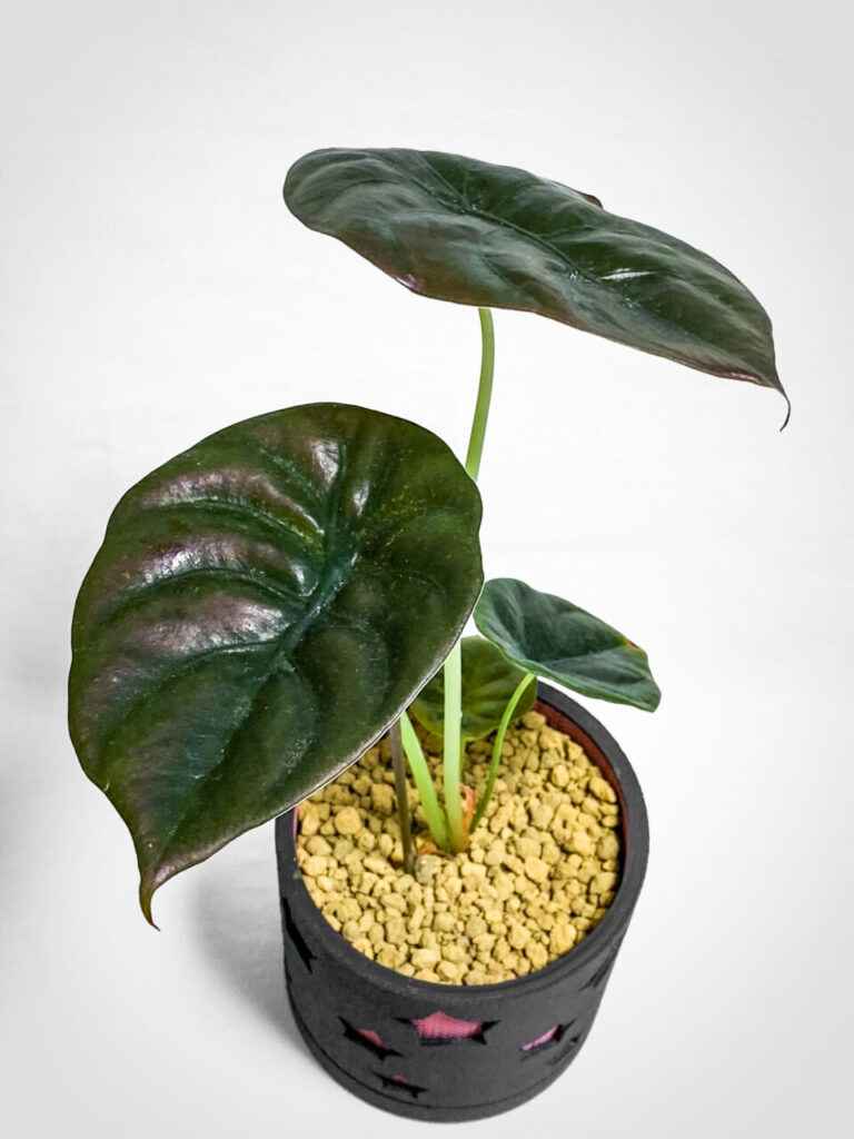 アロカシア・クプレア’ブラック’