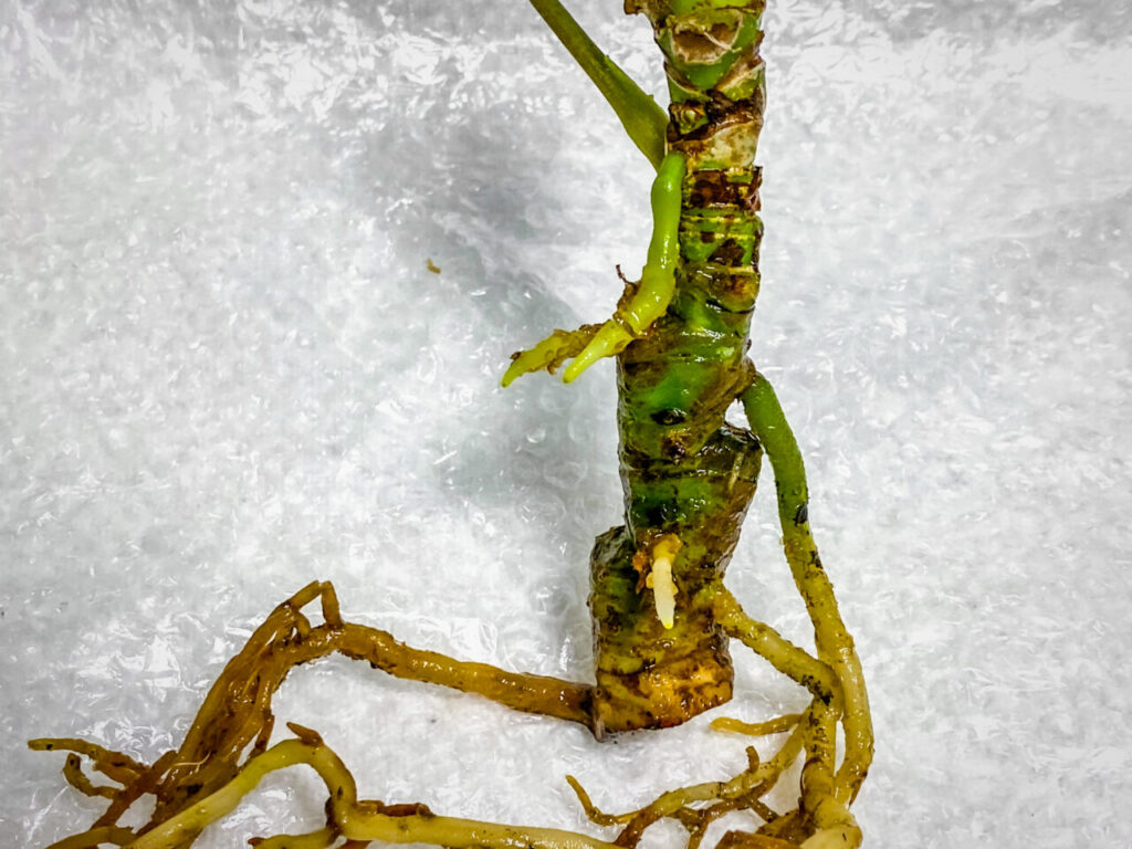 アンスリウム・パピリラミナム