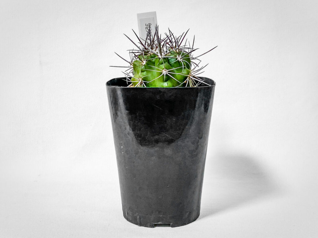 コレクターズプラントフェア購入品:コピアポア・コクインバナ