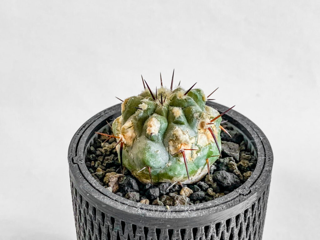 コピアポア・黒王丸