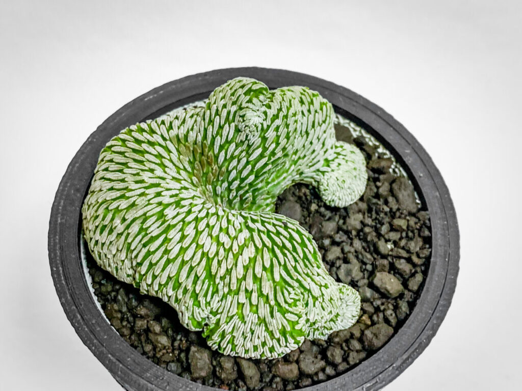 ペレキフォラ・精巧丸綴化