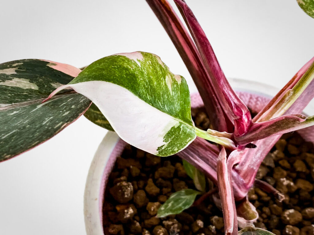 フィロデンドロン・エルベスケンス’ピンクプリンセスギャラクシー’