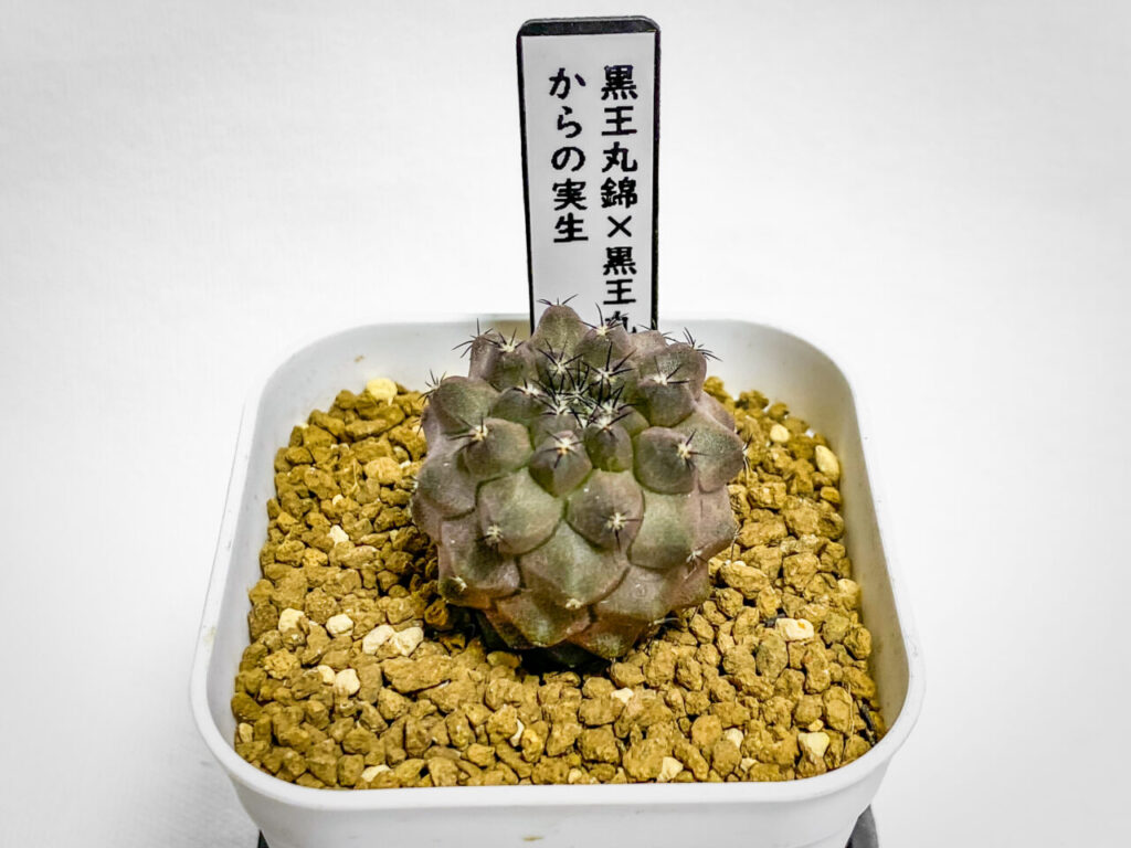 黒王丸錦×黒王丸錦からの実生