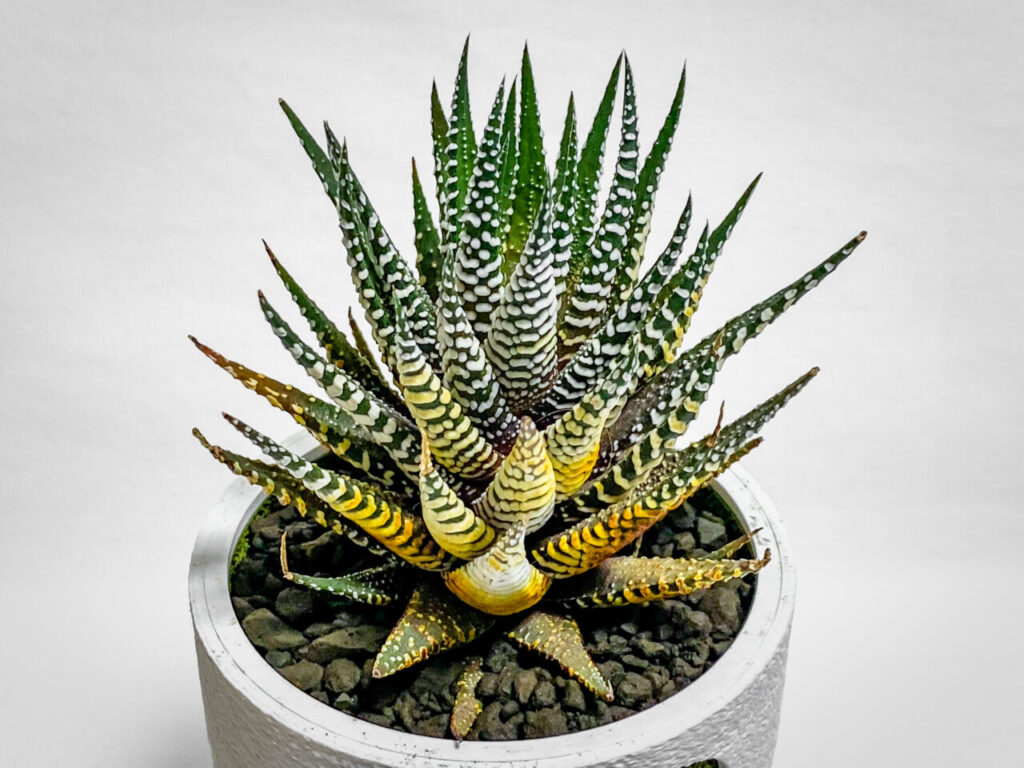 ハオルチオプシス・十二の巻