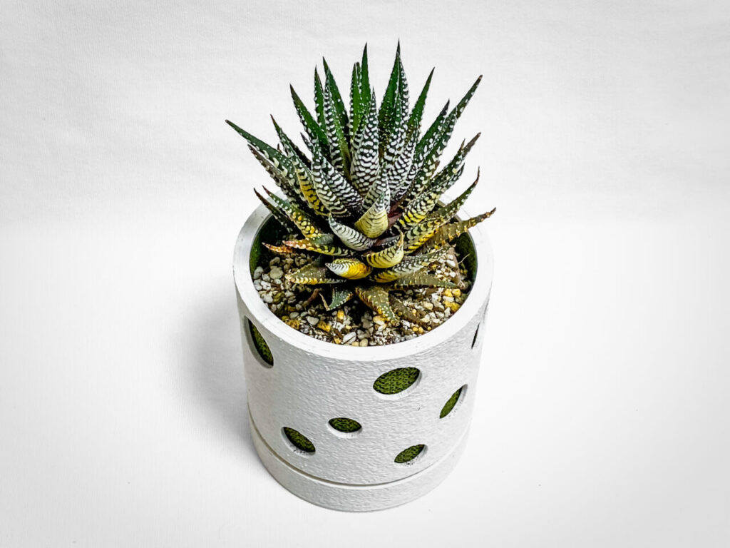 ハオルチオプシス・十二の巻