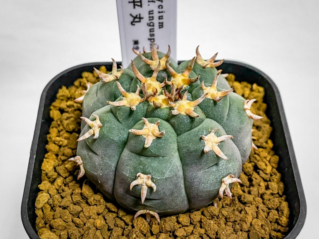 ノハラグリーンマルシェvol.8購入品：ギムノカリキウム・短刺天平丸