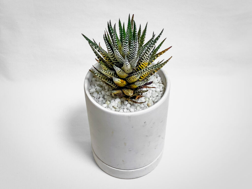 ハオルチオプシス・十二の巻