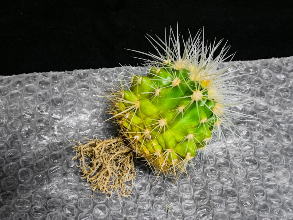 クロエンレイニア・白棘金鯱