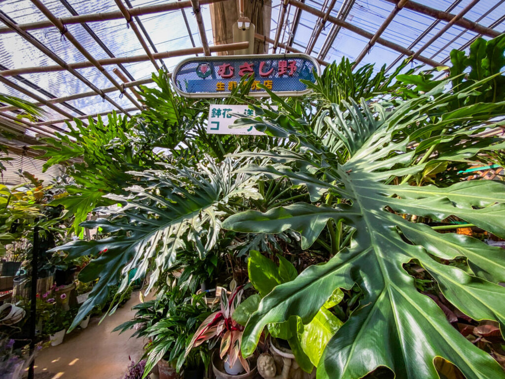 コレクターズプラントフェア