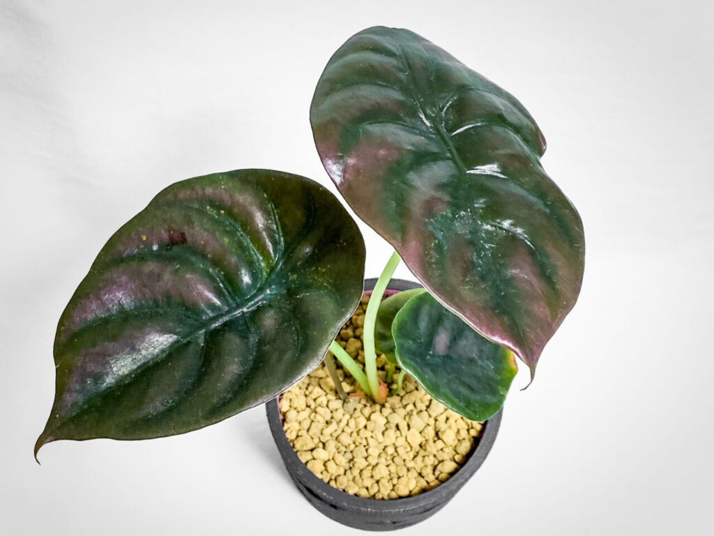 アロカシア・クプレア’ブラック’