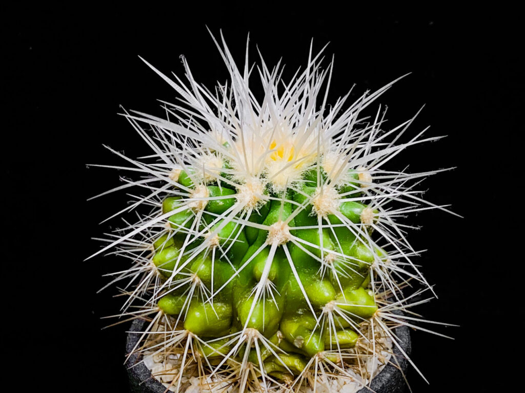 クロエンレイニア・白棘金鯱