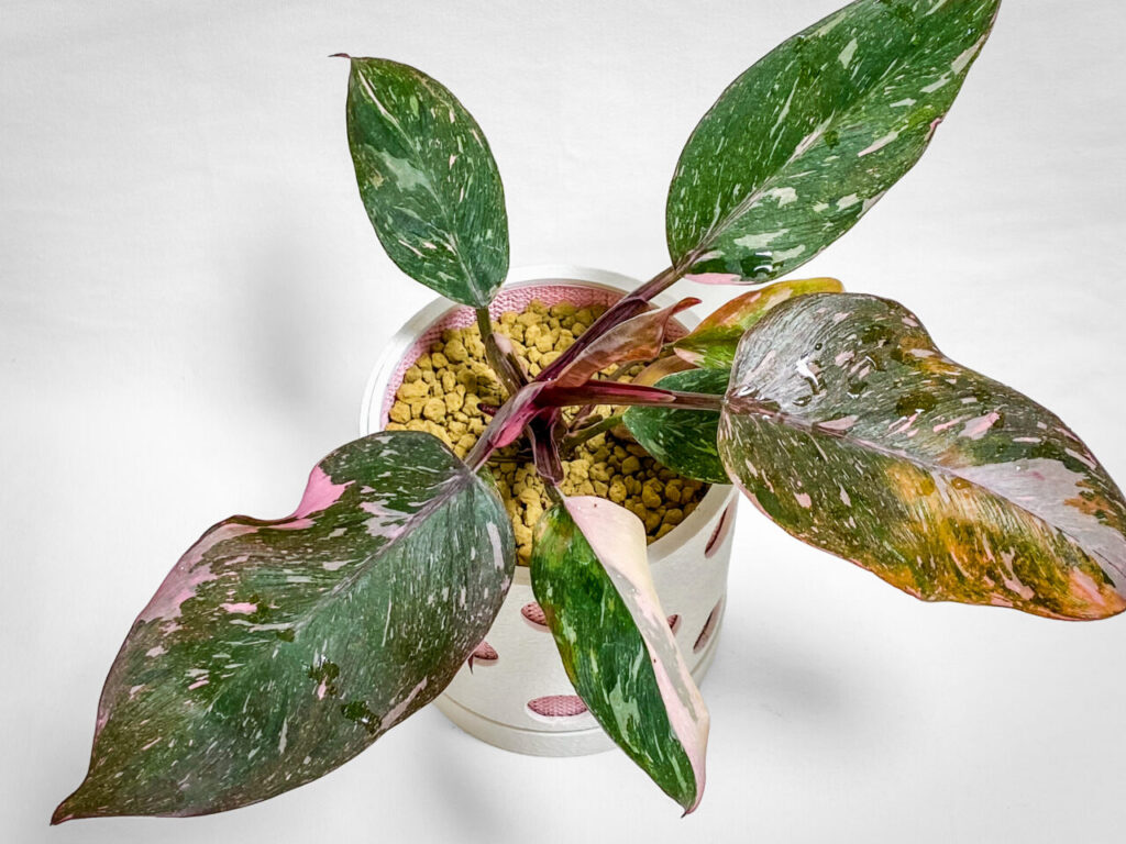 フィロデンドロン・エルベスケンス’ピンクプリンセスギャラクシー’