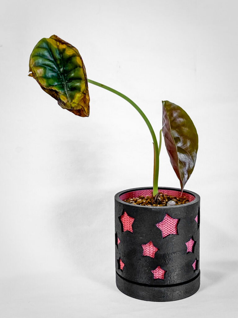 アロカシア・クプレア’ブラック’