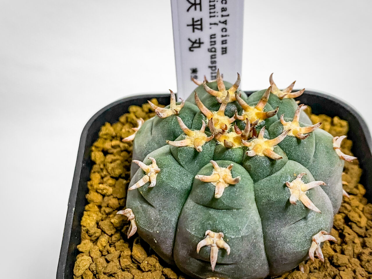 ノハラグリーンマルシェvol.8購入品：ギムノカリキウム・短刺天平丸