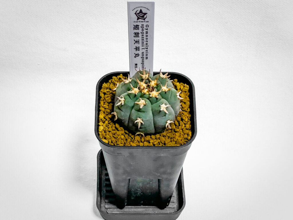 ノハラグリーンマルシェvol.8購入品：ギムノカリキウム・短刺天平丸