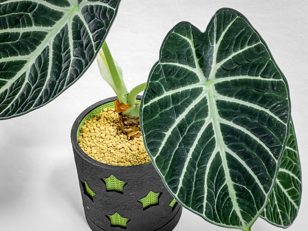 アロカシア・レギヌラ’ニンジャ’