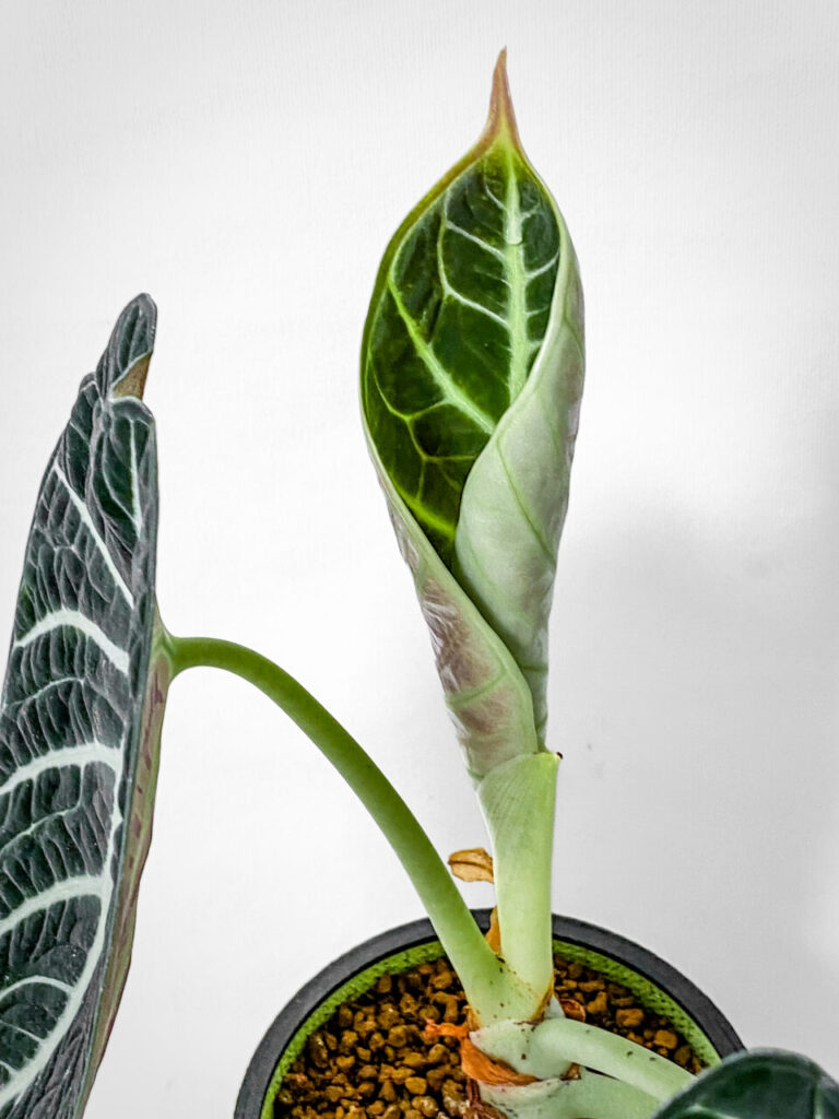 アロカシア・レギヌラ’ニンジャ’