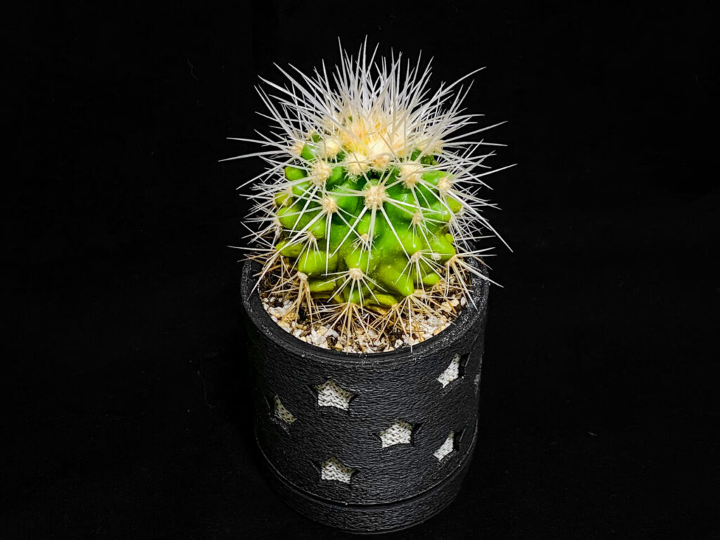 クロエンレイニア・白棘金鯱