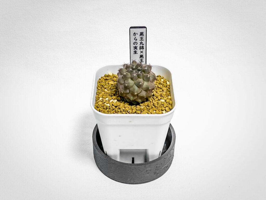 黒王丸錦×黒王丸錦からの実生