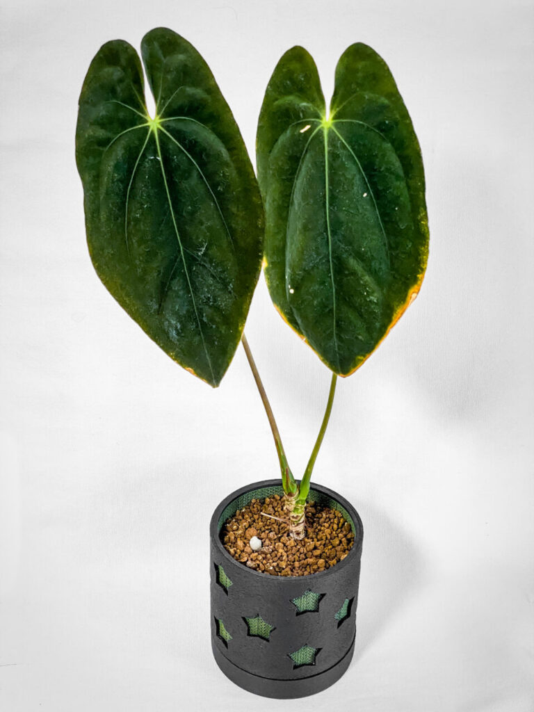 アンスリウム・パピリラミナム