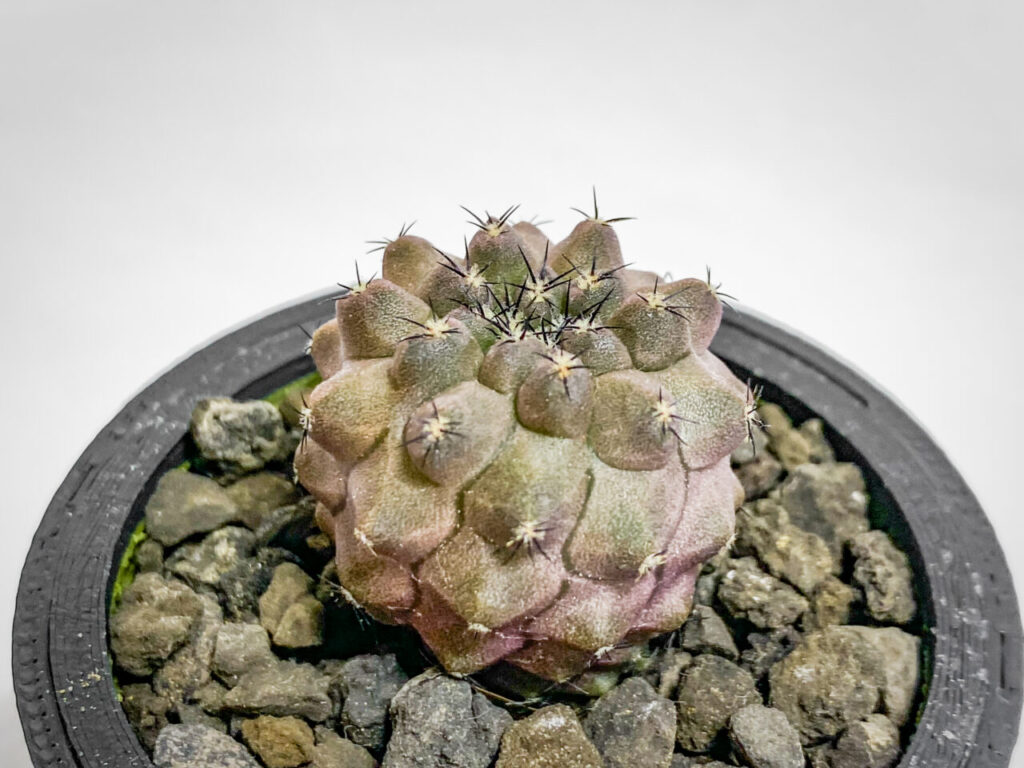 黒王丸錦×黒王丸錦からの実生