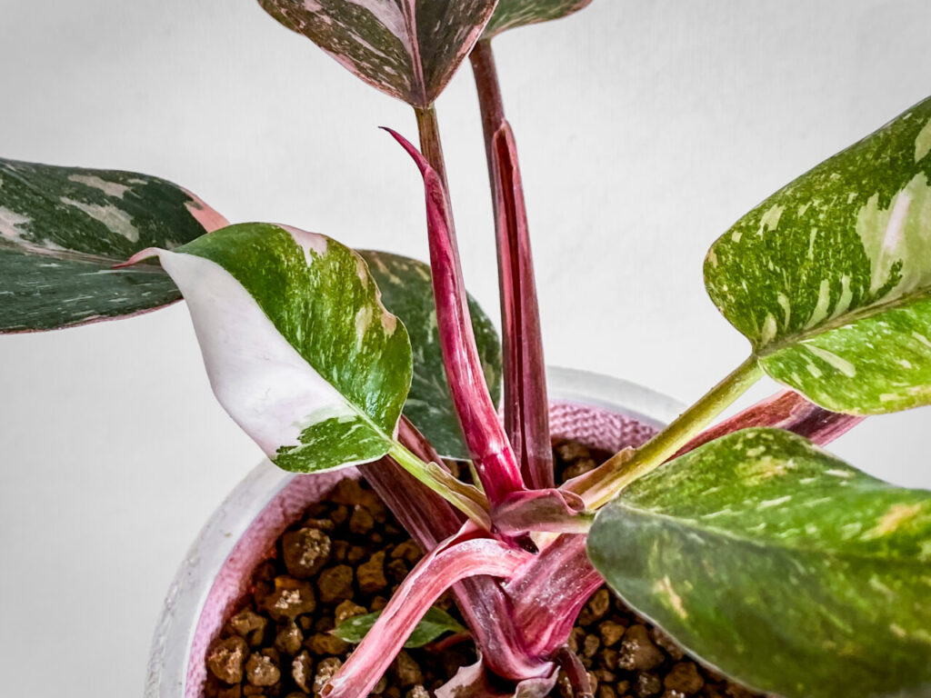 フィロデンドロン・エルベスケンス’ピンクプリンセスギャラクシー’