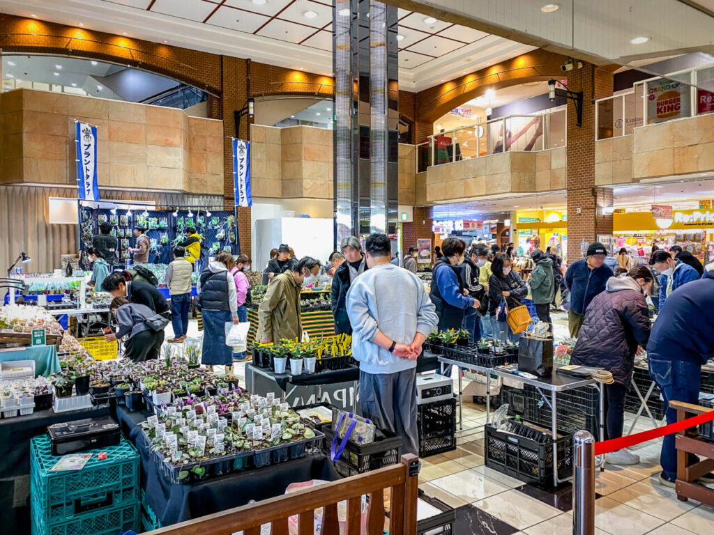 第2回熊谷多肉フェス