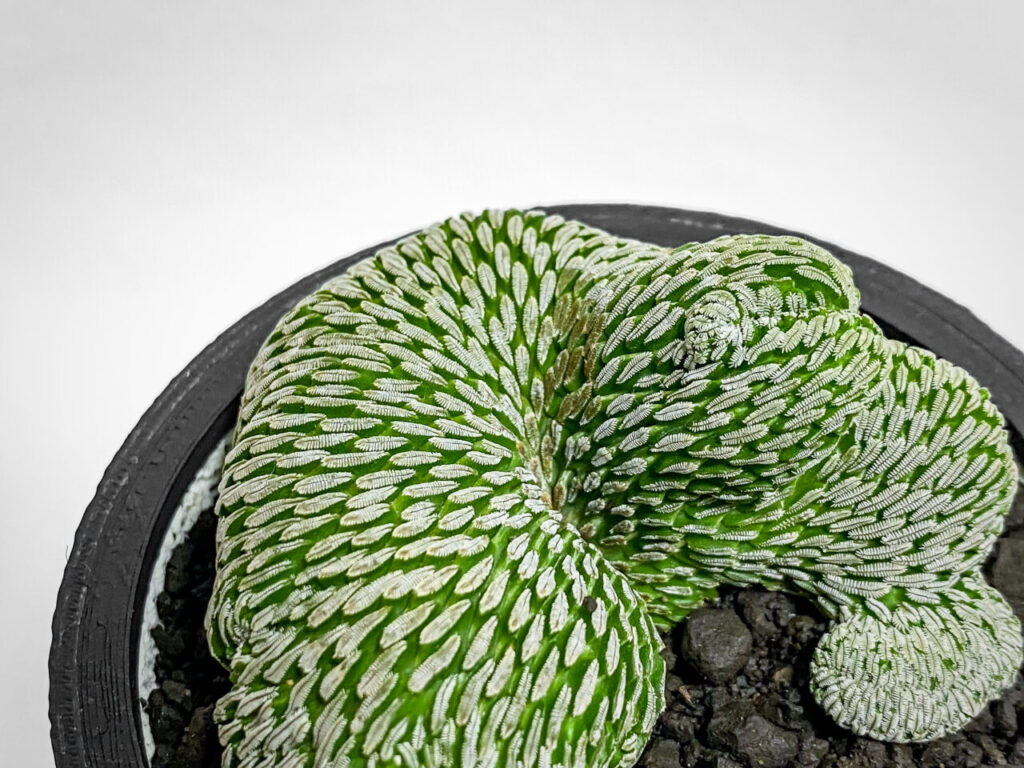 ペレキフォラ・精巧丸綴化