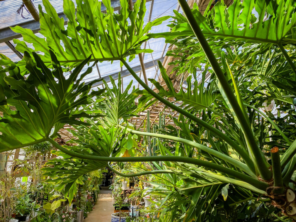 コレクターズプラントフェア