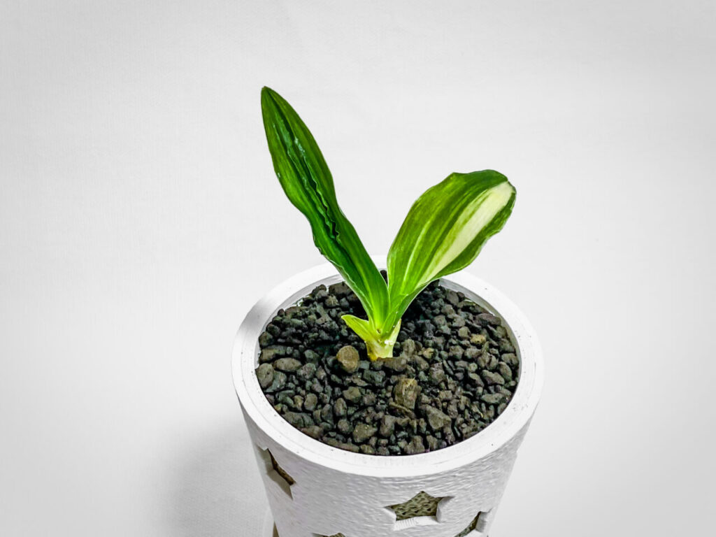 万年青実生株その2