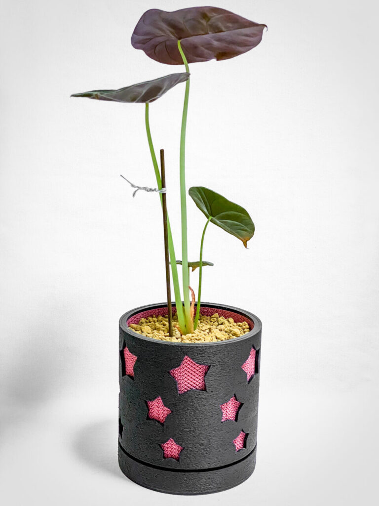 アロカシア・クプレア’ブラック’