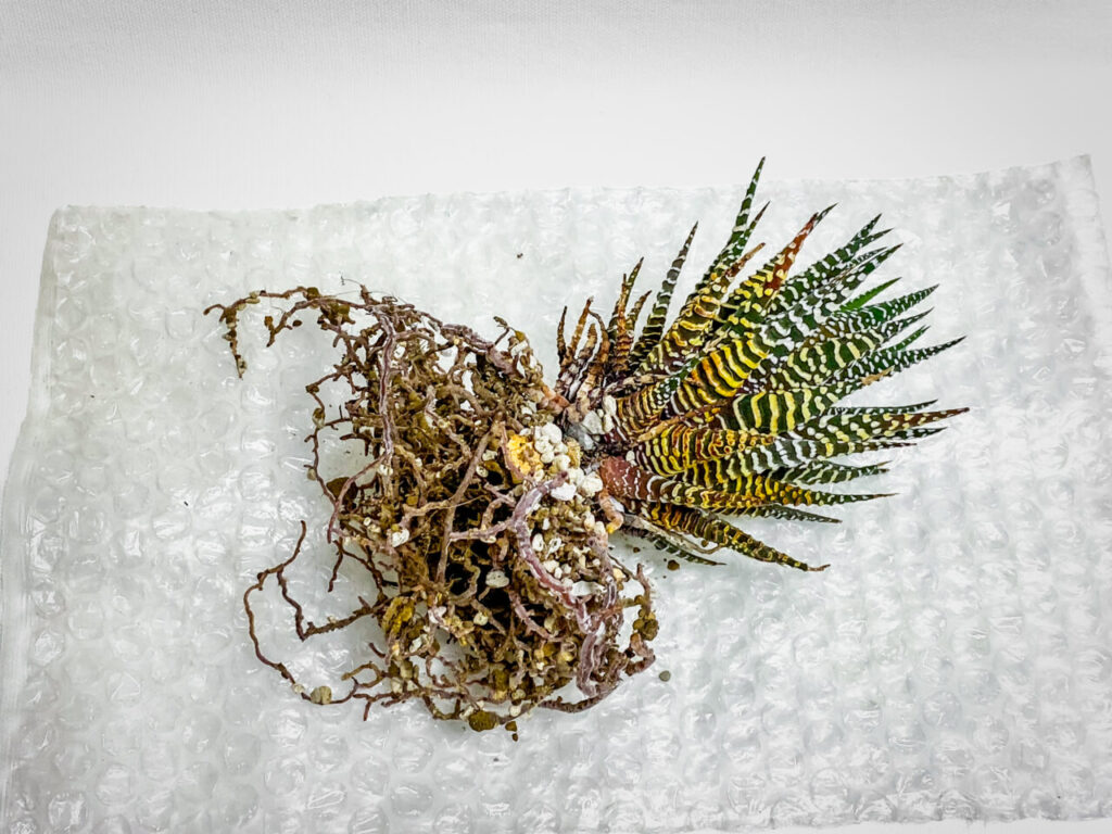 ハオルチオプシス・十二の巻