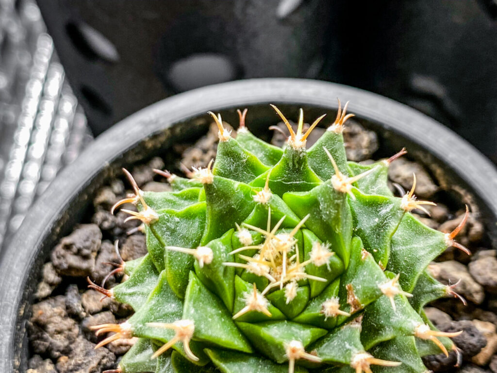 オブレゴニア・帝冠（錦？）