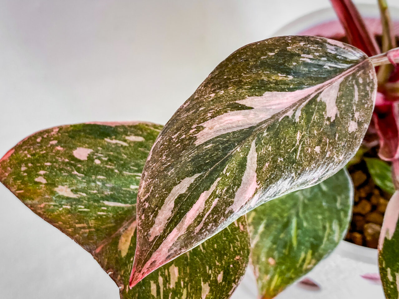 フィロデンドロン・エルベスケンス’ピンクプリンセスギャラクシー’