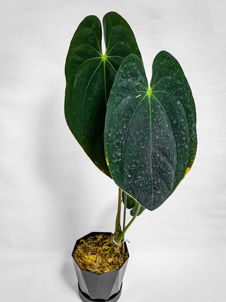 アンスリウム・パピリラミナム