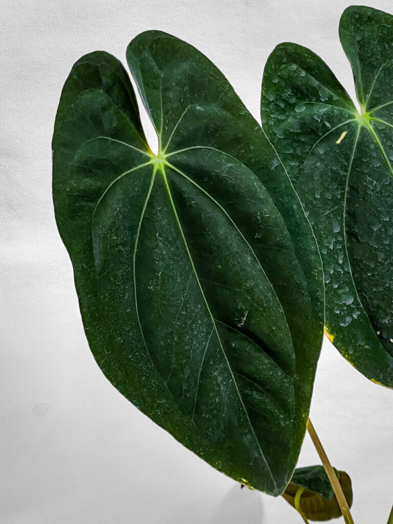 アンスリウム・パピリラミナム