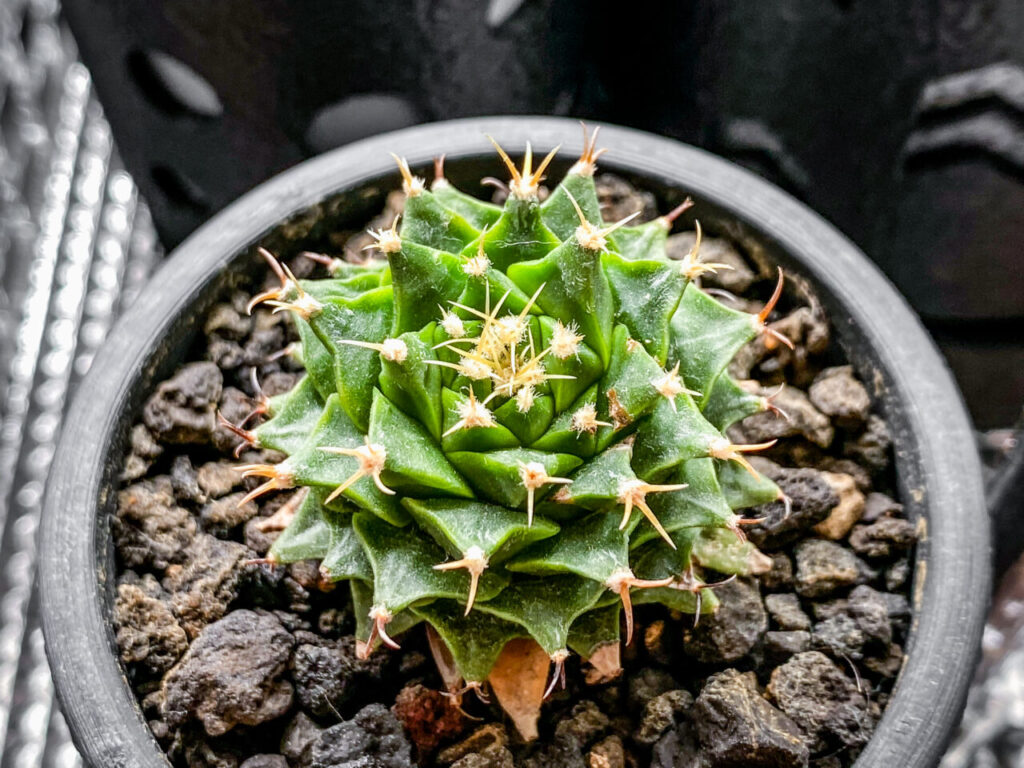 オブレゴニア・帝冠（錦？）