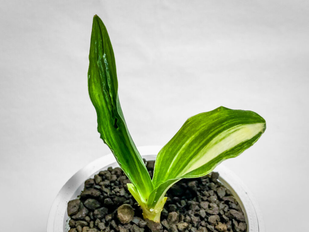 万年青実生株その2