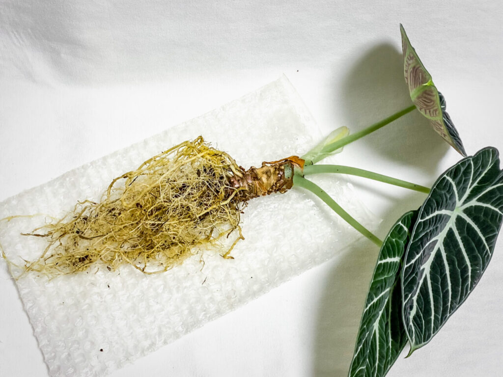 アロカシア・レギヌラ’ニンジャ’