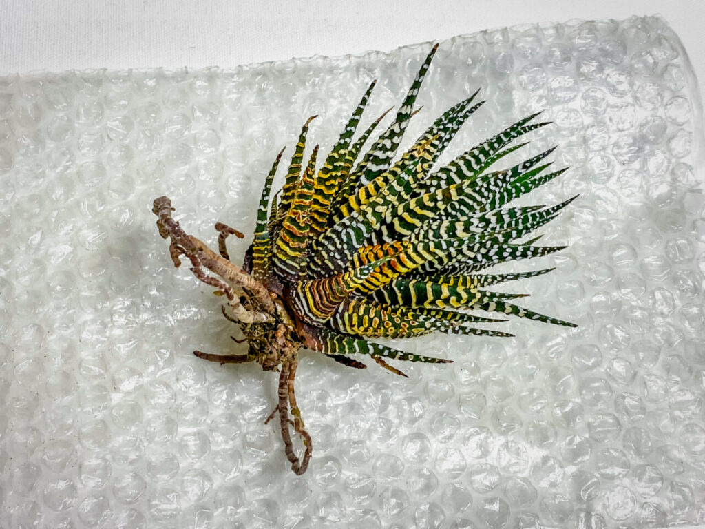 ハオルチオプシス・十二の巻