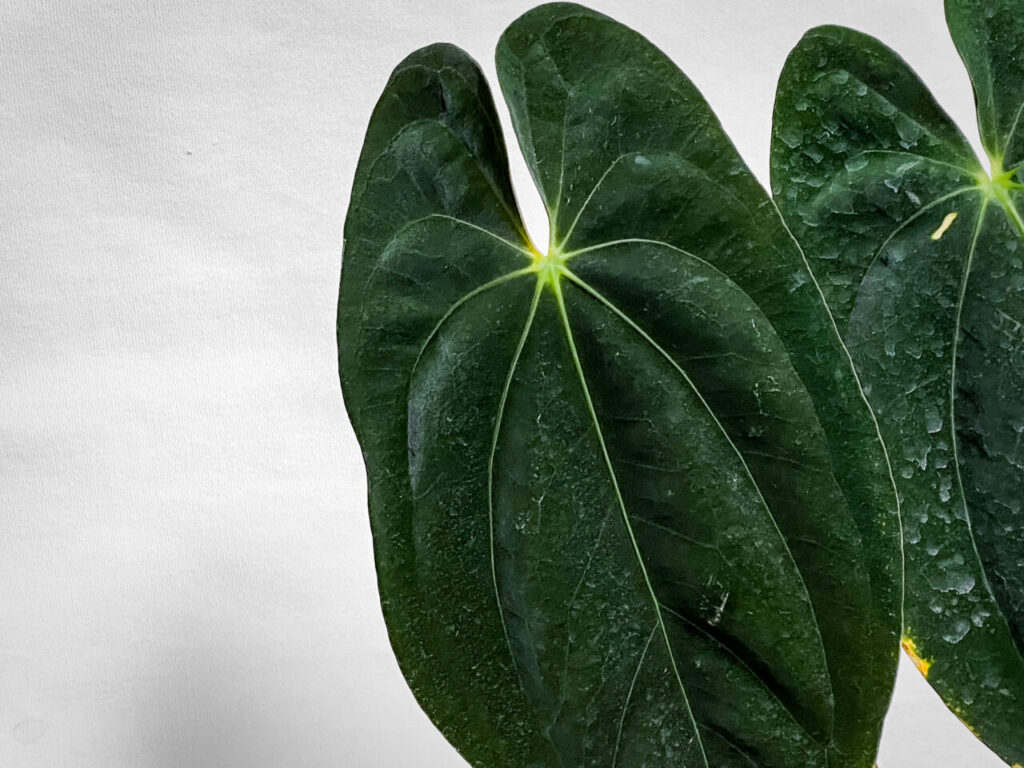 アンスリウム・パピリラミナム