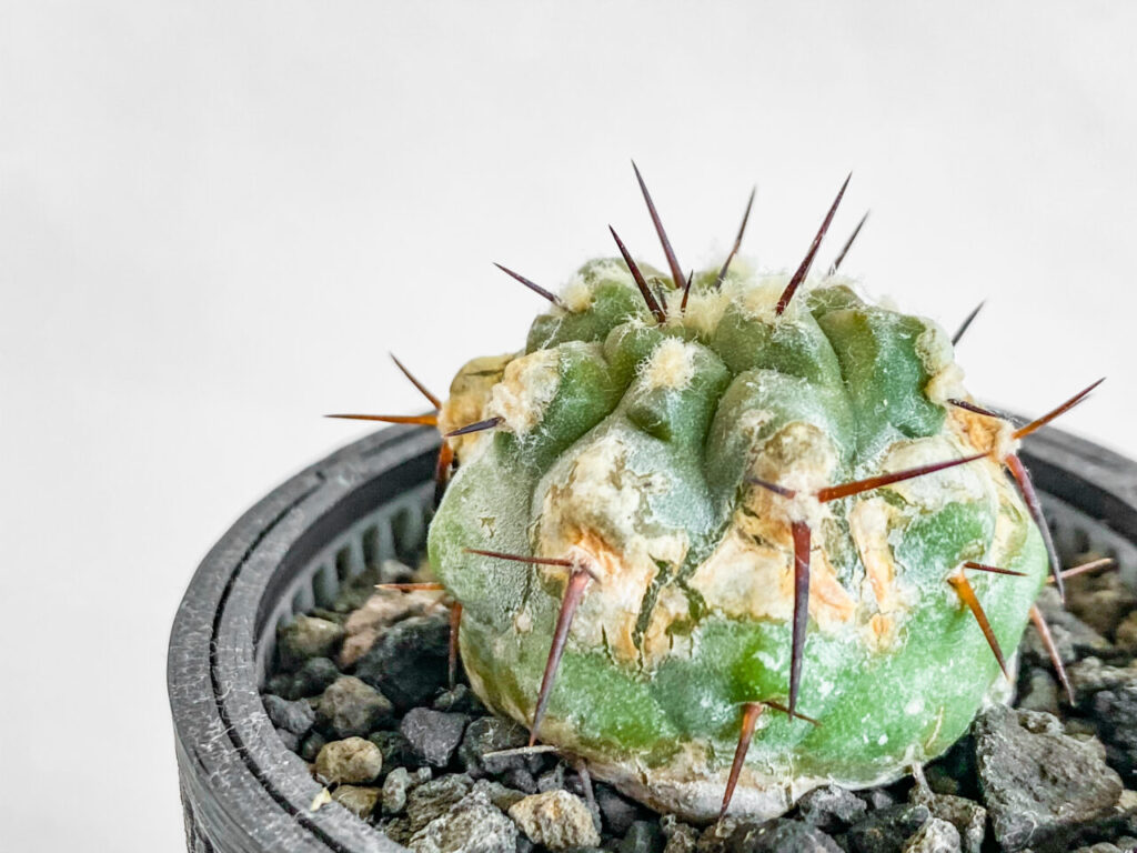 コピアポア・黒王丸